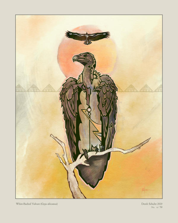 DS-065.001 / White-Backed Vulture / 16x20" / 1/50