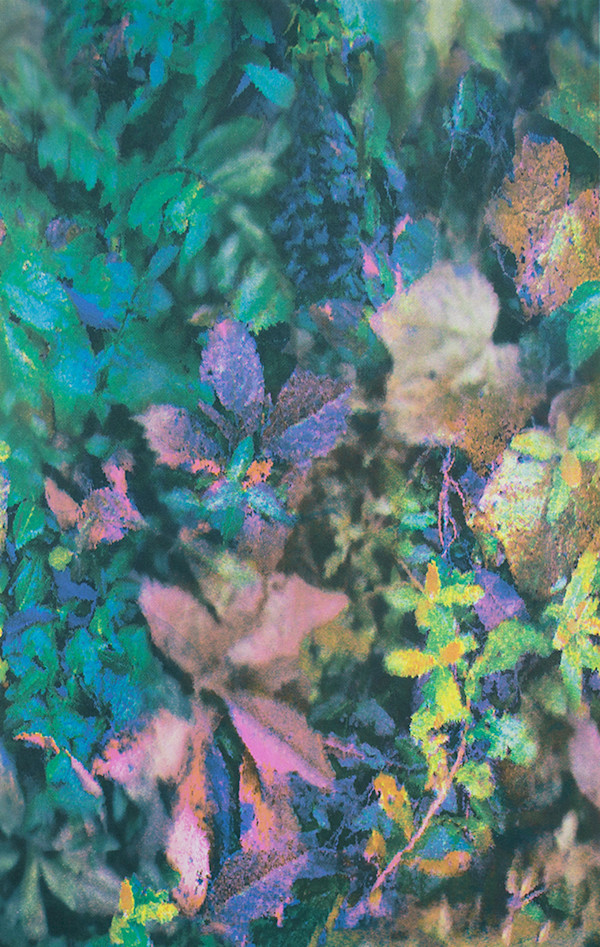 Plant Blind by Nichole Wolz