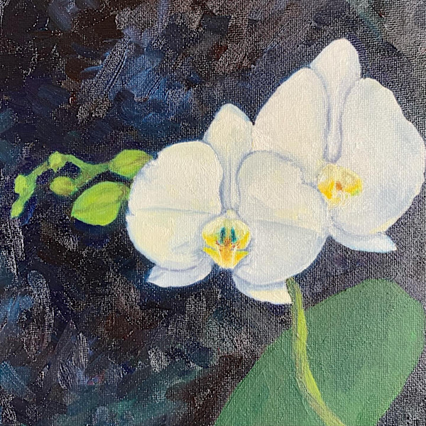 White Orchid Study by Kelly Wein