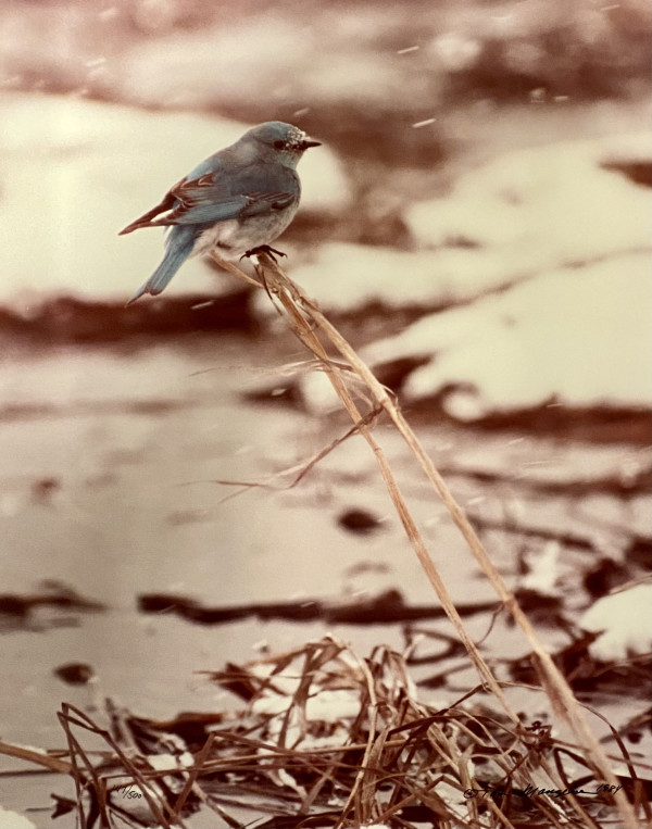 Blue Bird in Snow by Thomas Mangelsen