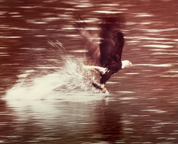 Bald Eagle by Thomas Mangelsen