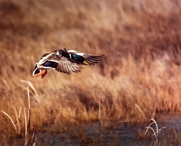 Mallard Duck by Thomas Mangelsen