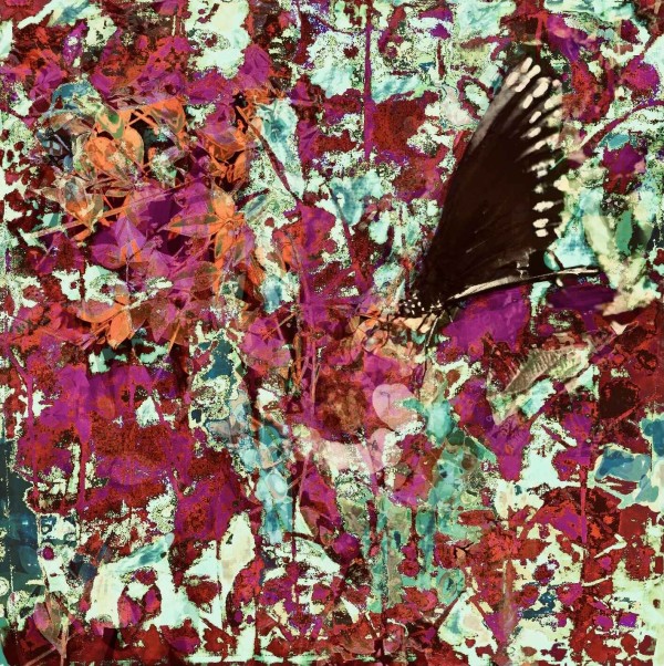 Butterfly Series II by Debra Sutherland Core  Fine Art