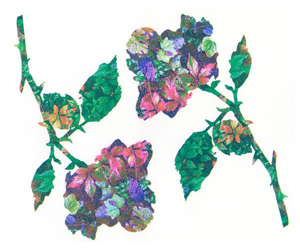 A Pair of Roses by Nichole Wolz