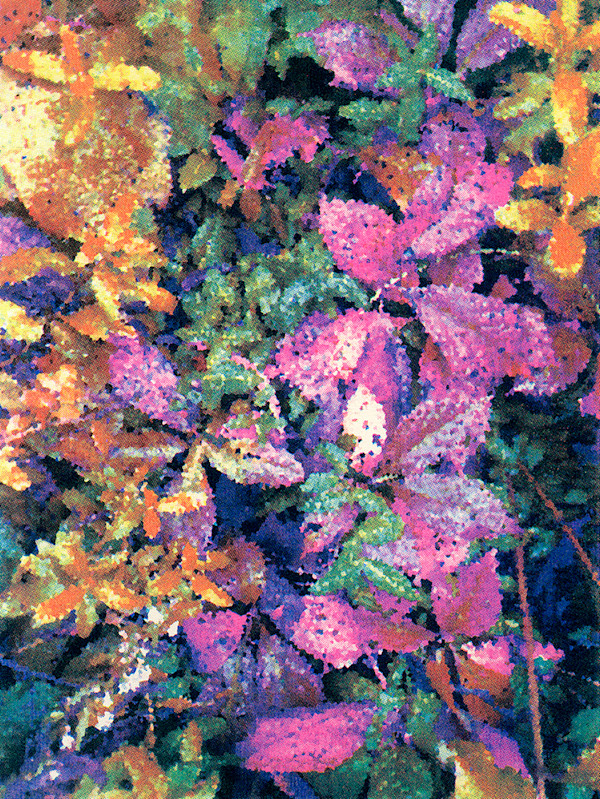 In Focus by Nichole Wolz